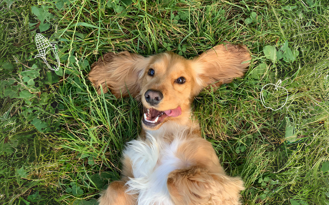 De rol van biologische hondenbrokken  bij het voorkomen van allergieën en voedselgevoeligheden