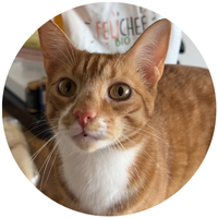Felichef kattenvoer bio