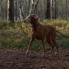 Hond in het bos
