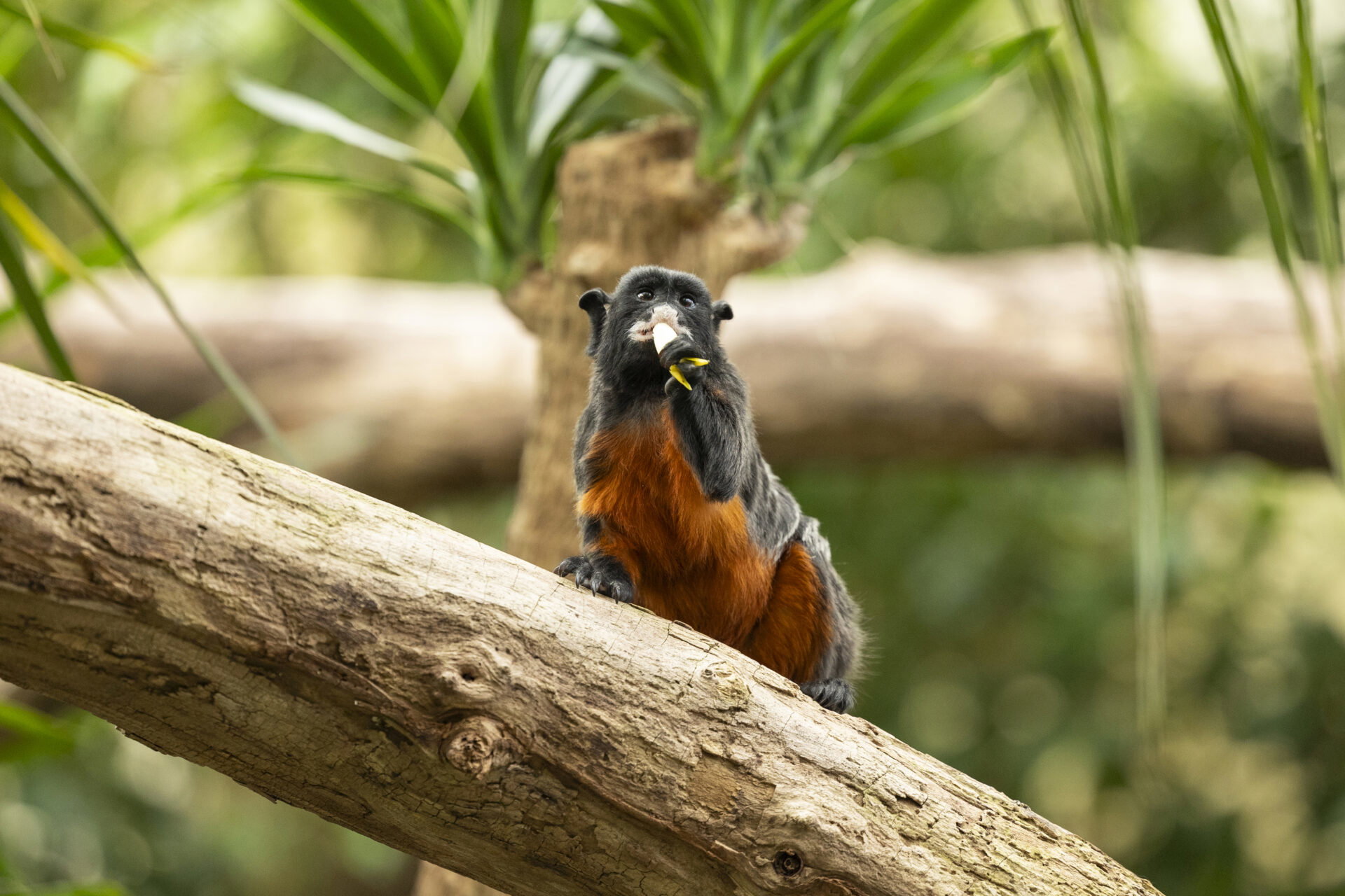 Klein zoogdier in de tropische omgeving van Pantropica