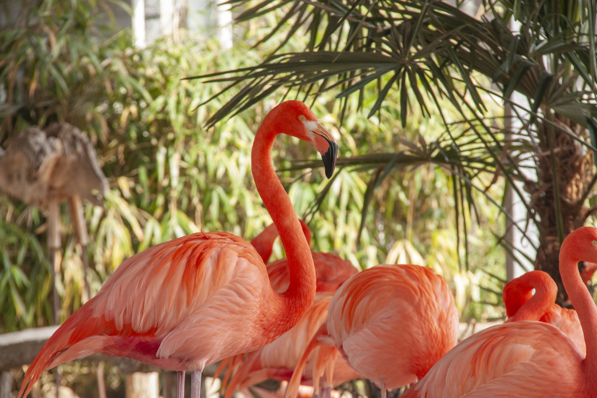 Flamingo's in Pantropica