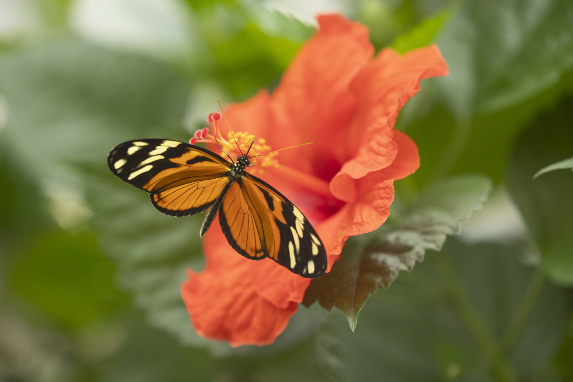 Vlinder op een hibiscusbloem in Pantropica