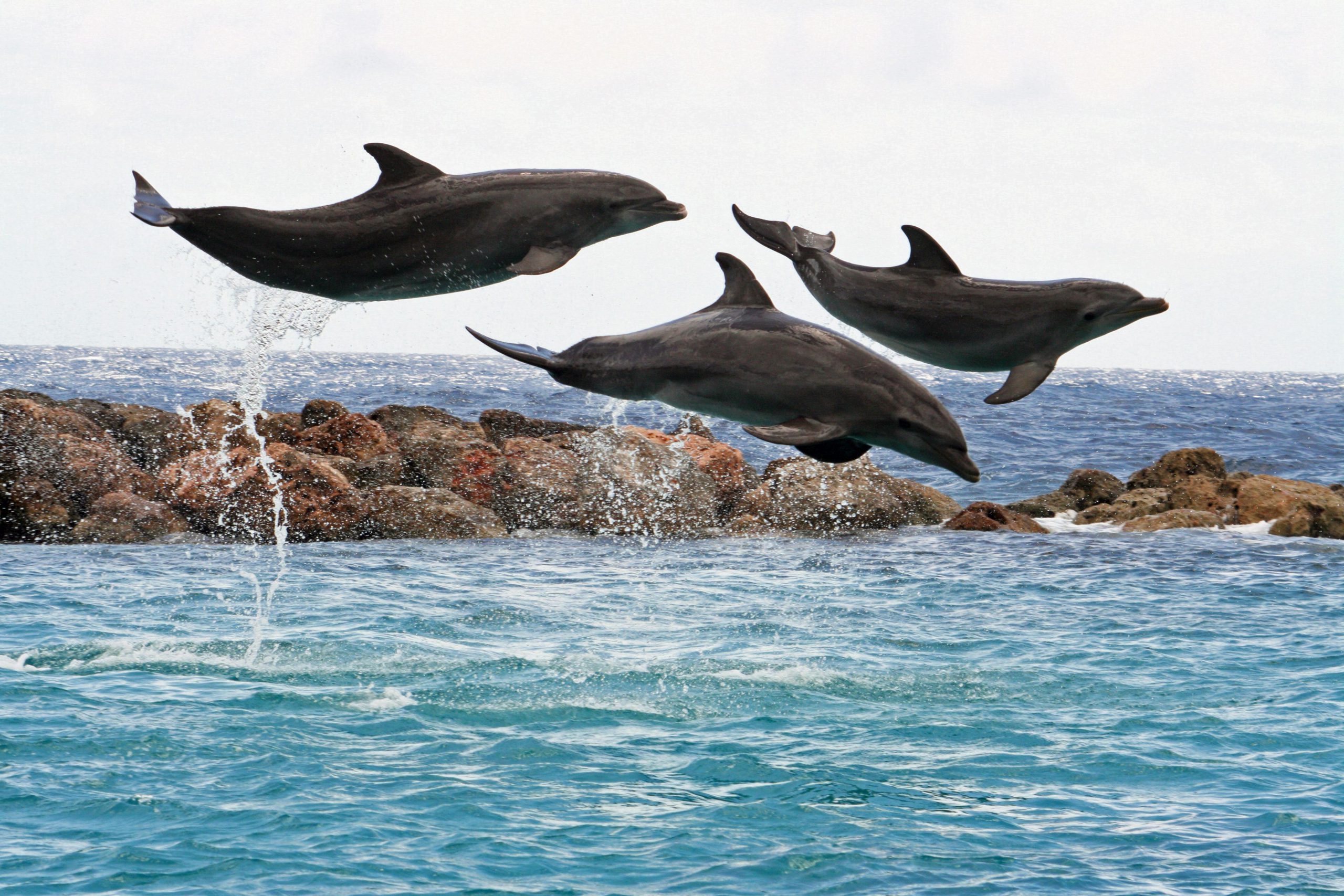 Nederlanders kritisch op vermaak met dolfijnen