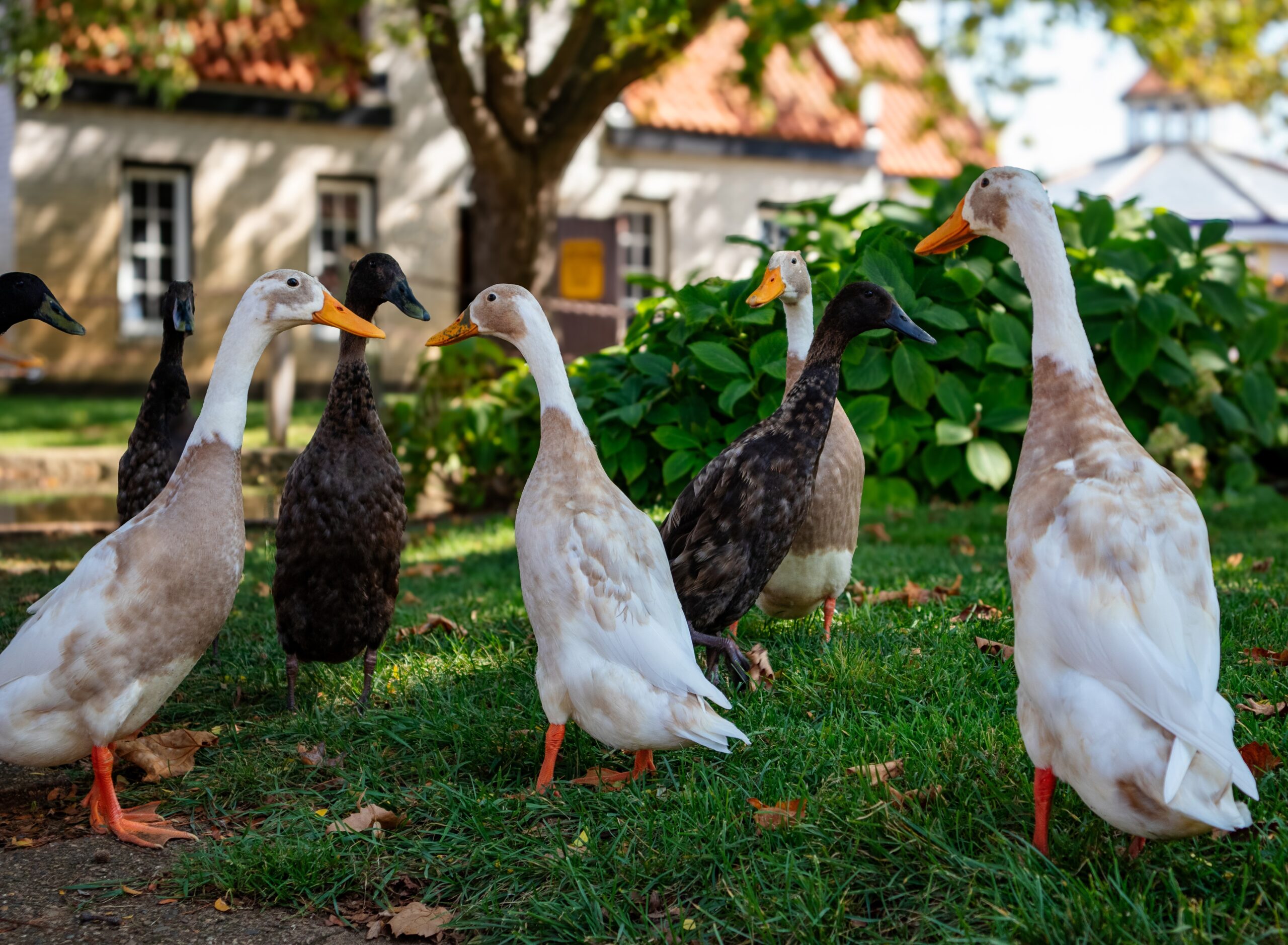 Huisdierenpeiling: steeds minder vijvervissen en pluimvee in Nederland