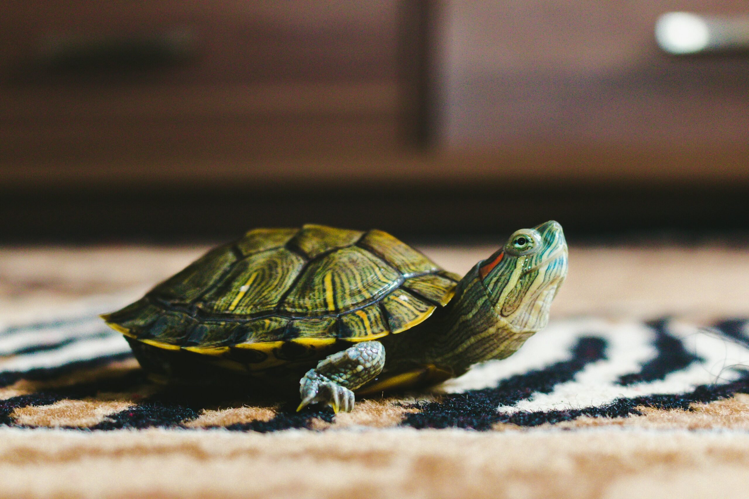 Reptielen geen geschikte huisdieren volgens meerderheid Nederlanders