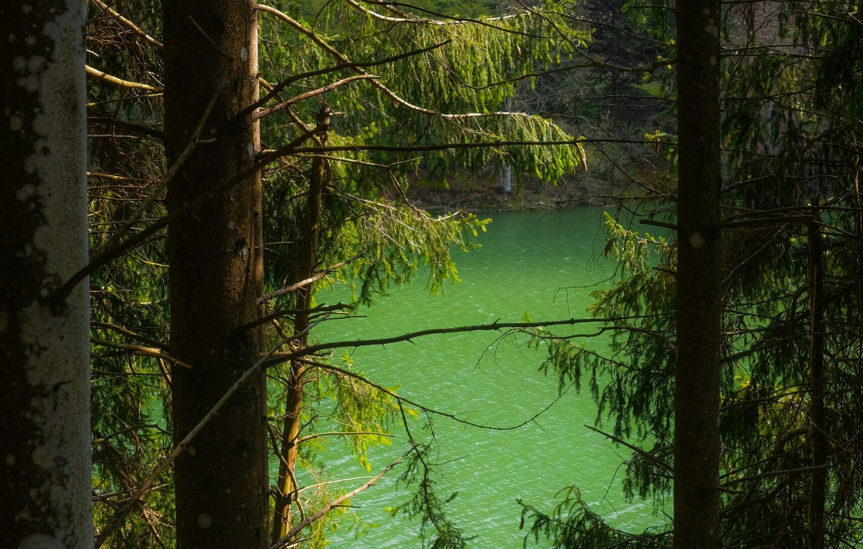 Lake in the forest - Wild Wisdom for women.